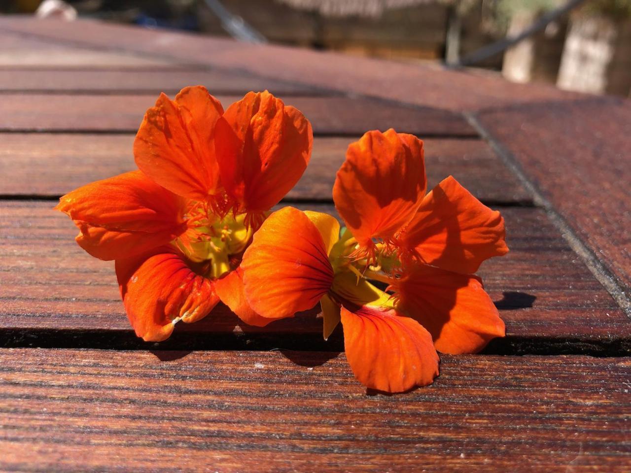 Appartamento La Terrasse Des Capucines Sète Esterno foto